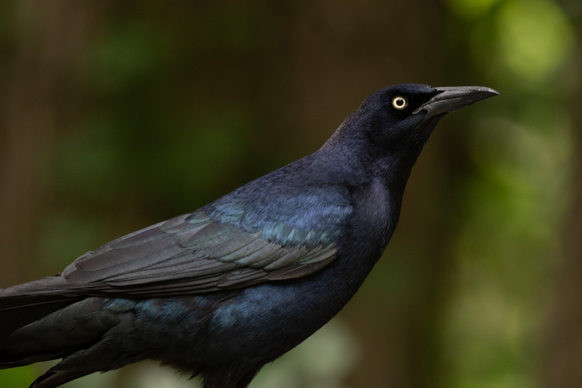 Great-tailed Grackle - ML618351280