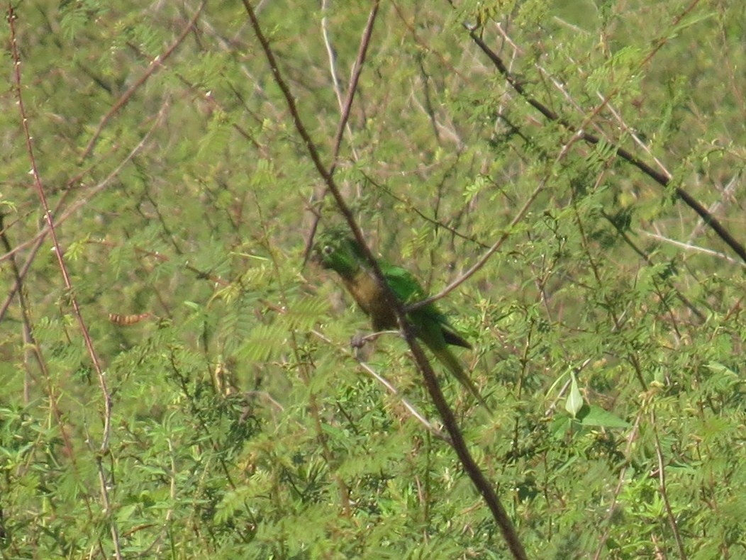 Olive-throated Parakeet - ML618351294