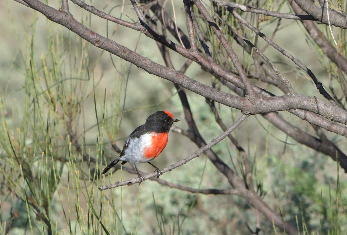 Red-capped Robin - ML618351320