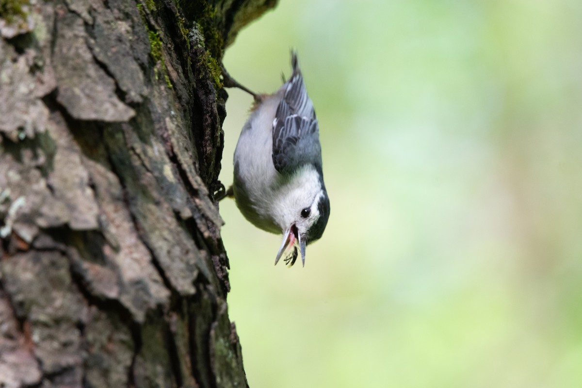 White-breasted Nuthatch - ML618351322