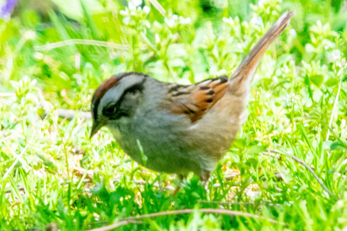Swamp Sparrow - ML618351340