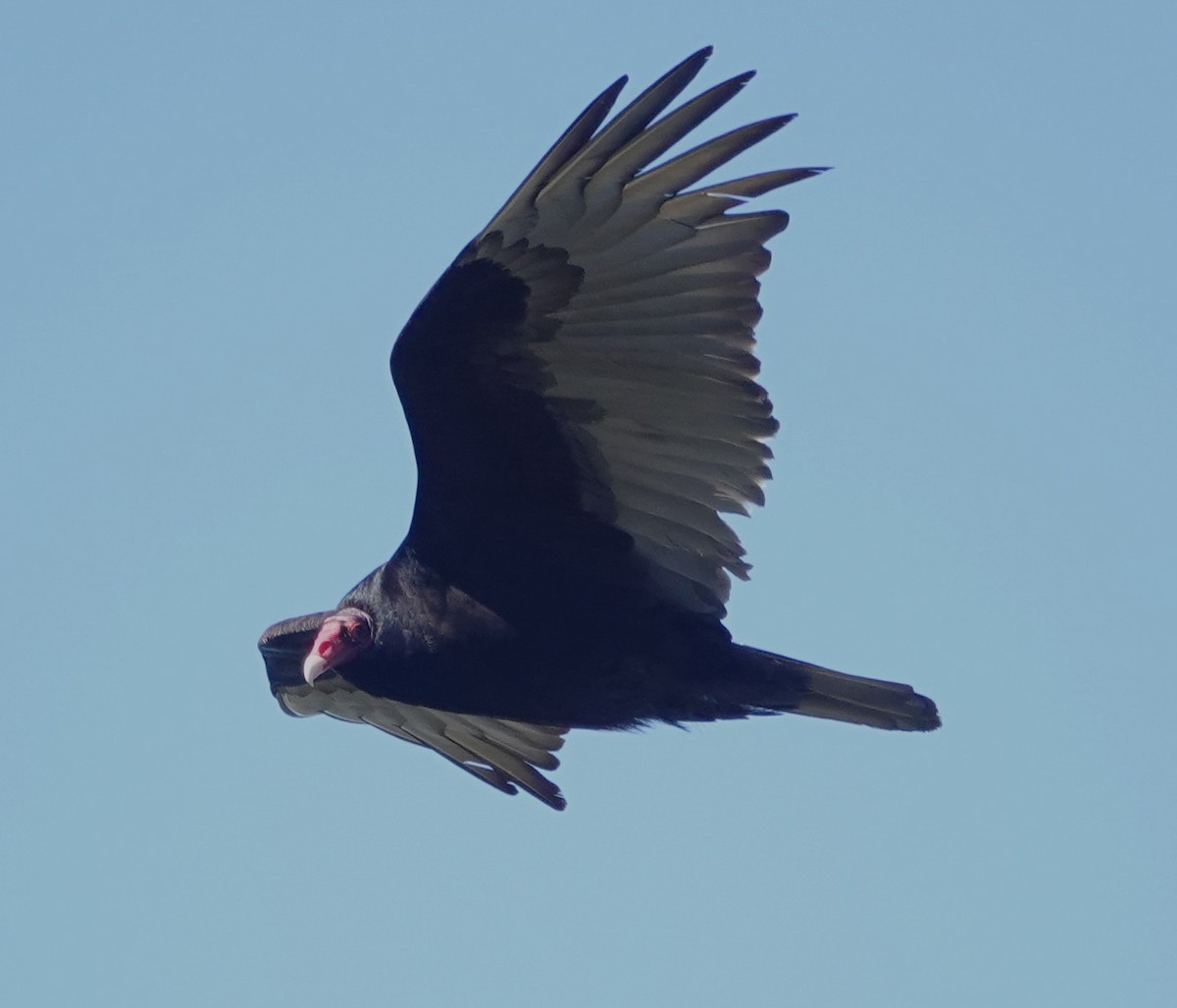 Turkey Vulture - ML618351342
