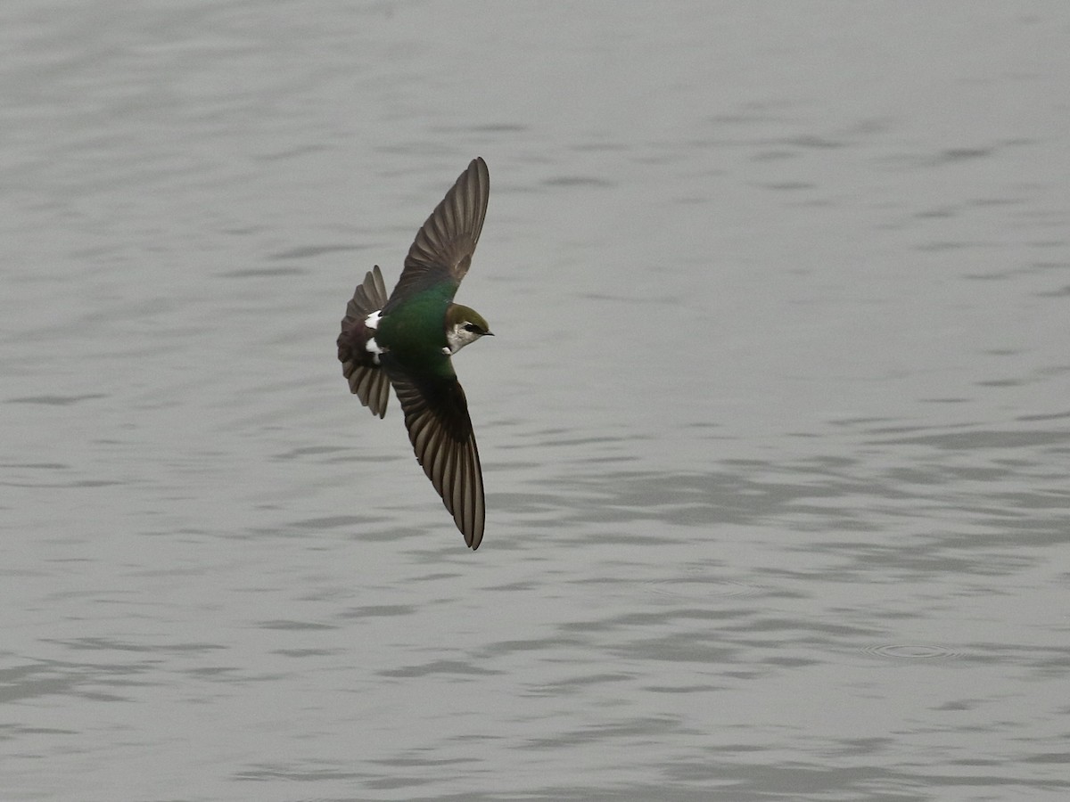 Violet-green Swallow - ML618351354