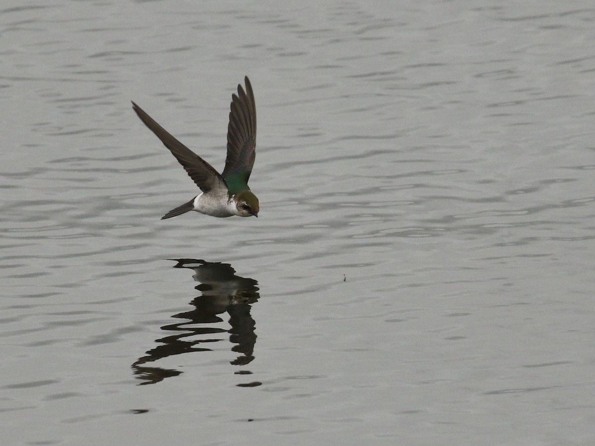 Violet-green Swallow - Russ Morgan
