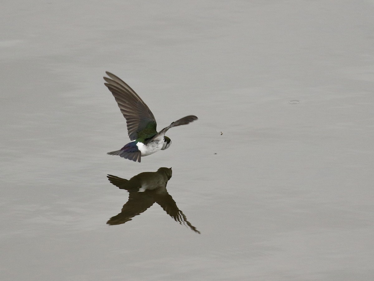 Violet-green Swallow - ML618351362