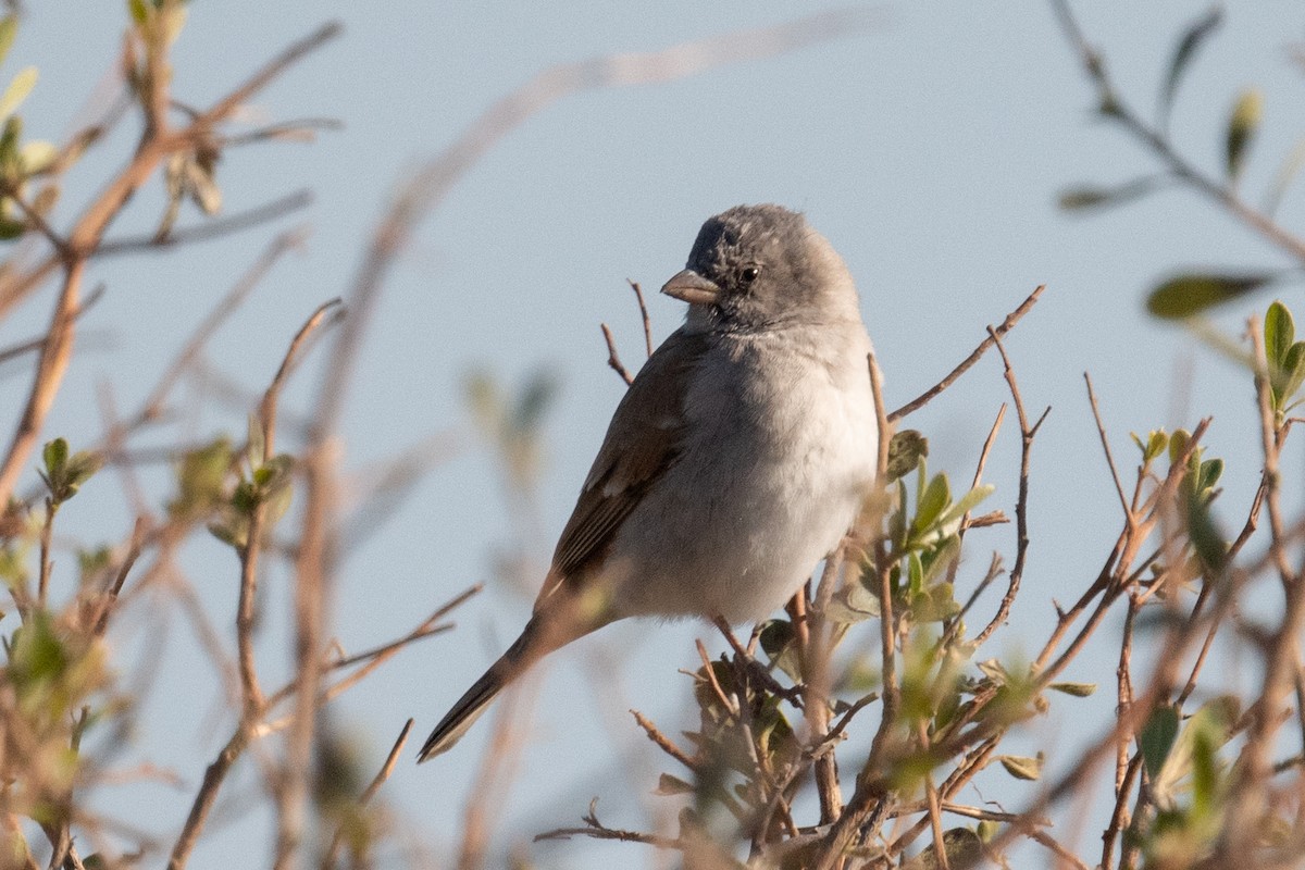 Southern Gray-headed Sparrow - Ross Bartholomew
