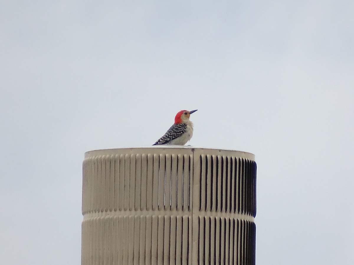 Red-bellied Woodpecker - Baylor Cashen