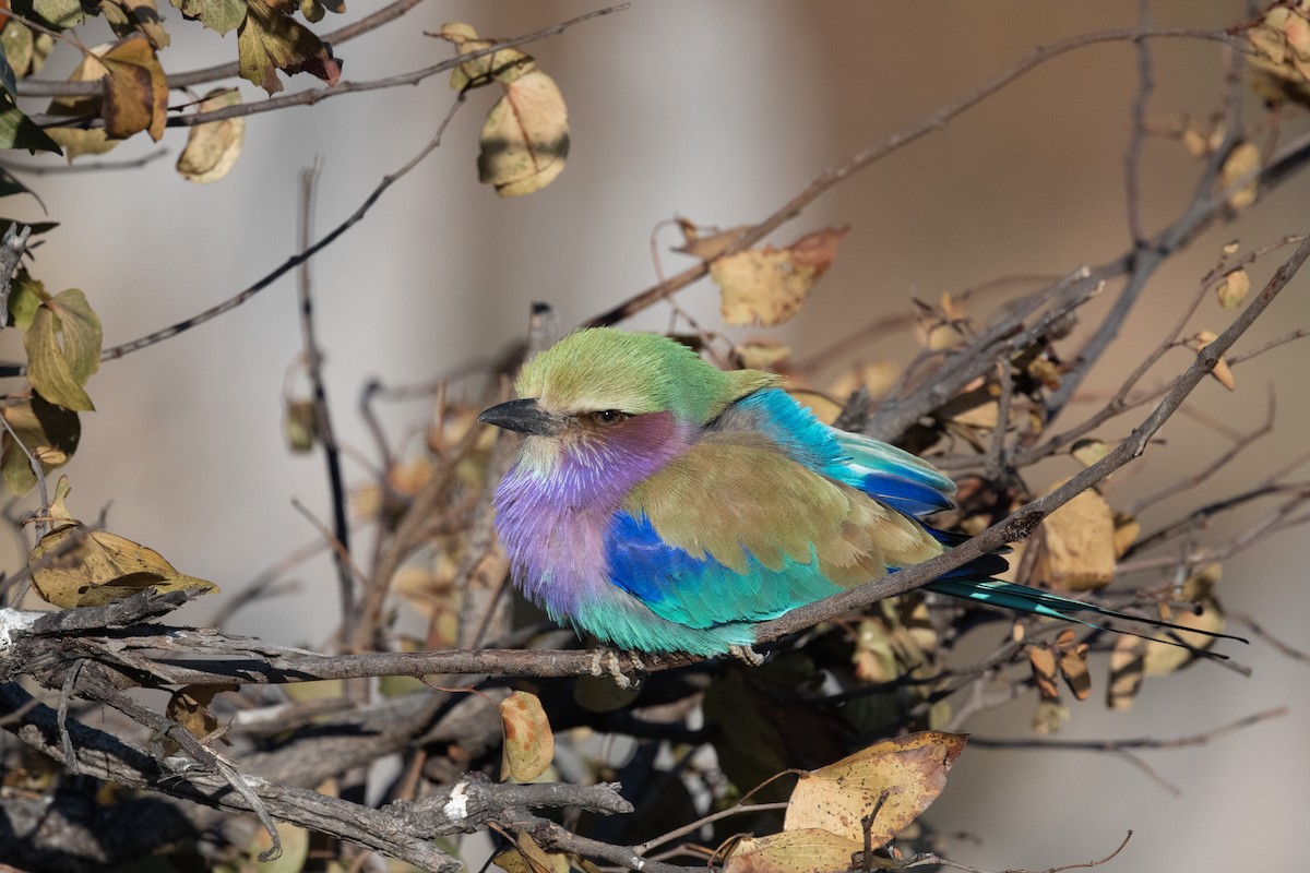 Lilac-breasted Roller - ML618351382