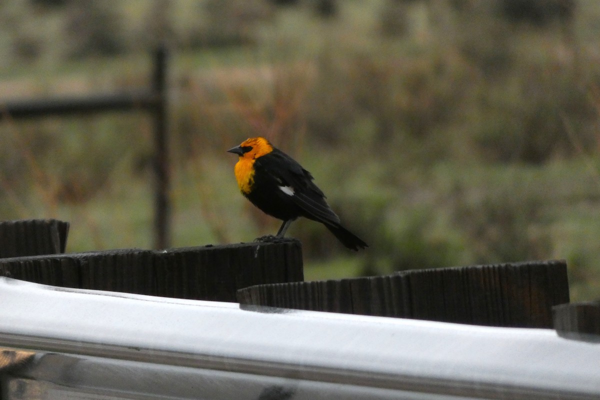 Yellow-headed Blackbird - ML618351461