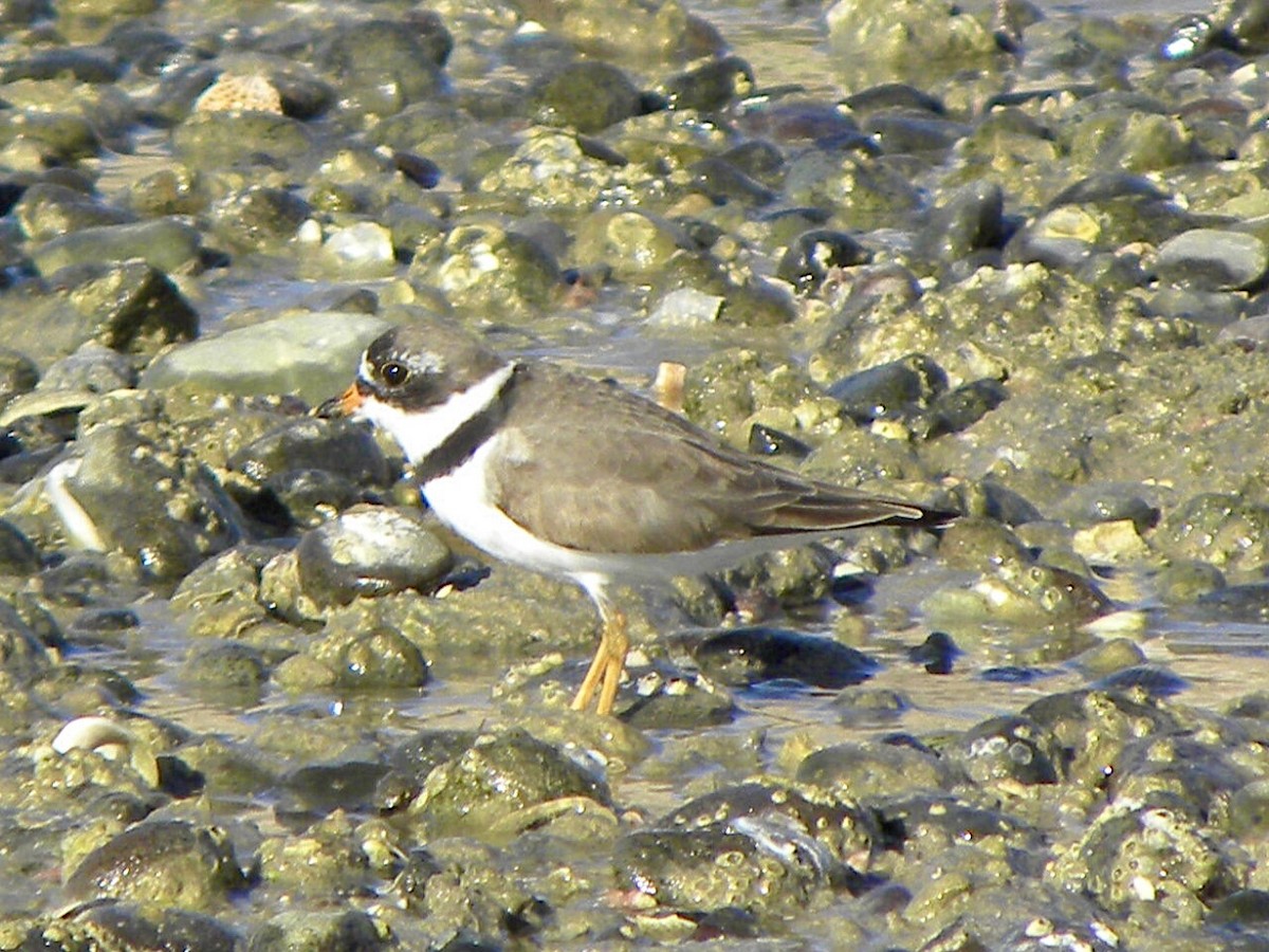 Semipalmated Plover - ML618351488