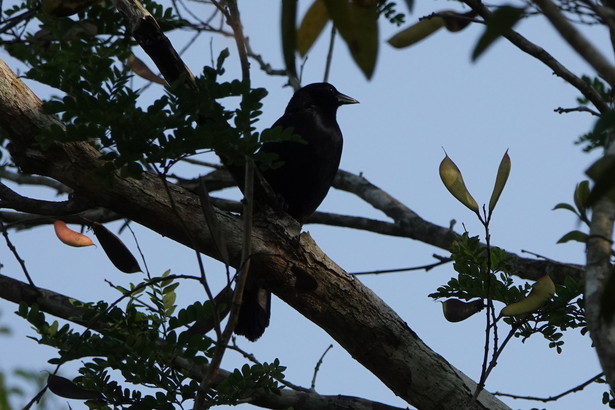 Melodious Blackbird - ML618351492