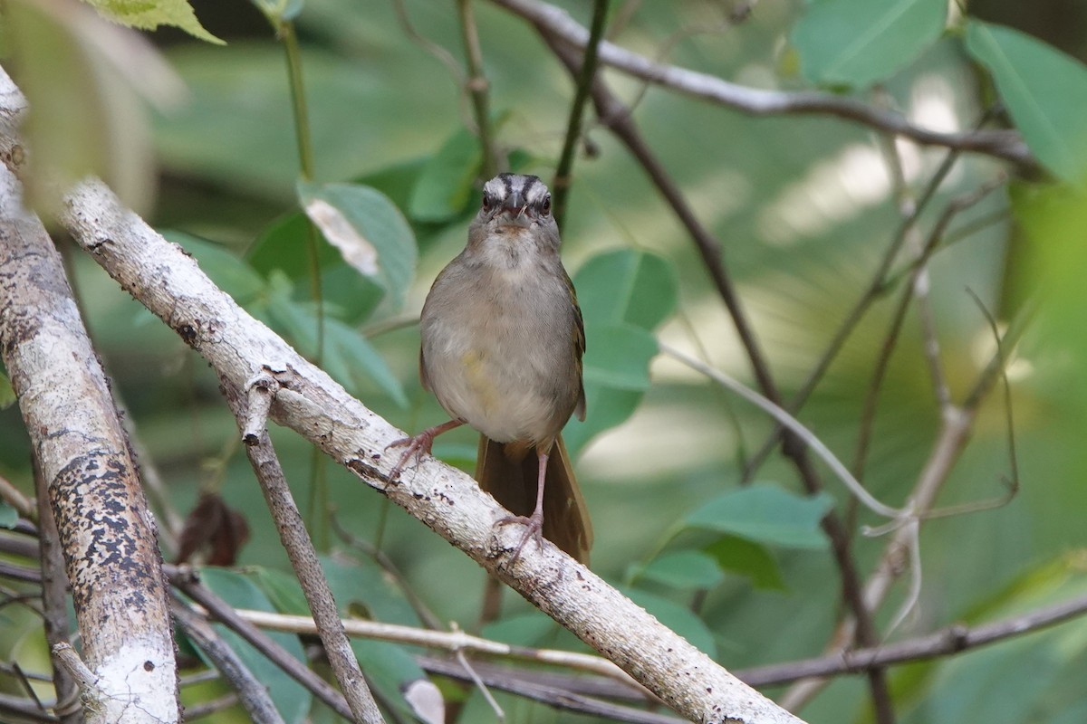 Green-backed Sparrow - ML618351538