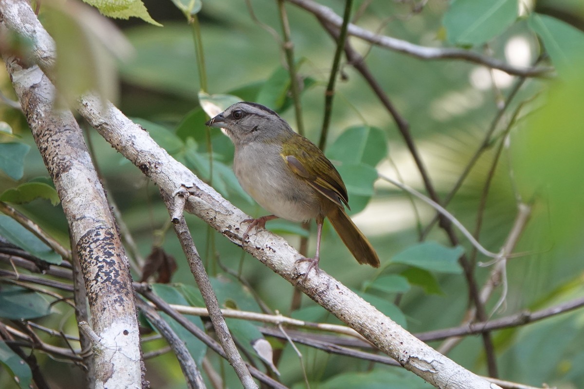 Green-backed Sparrow - ML618351539