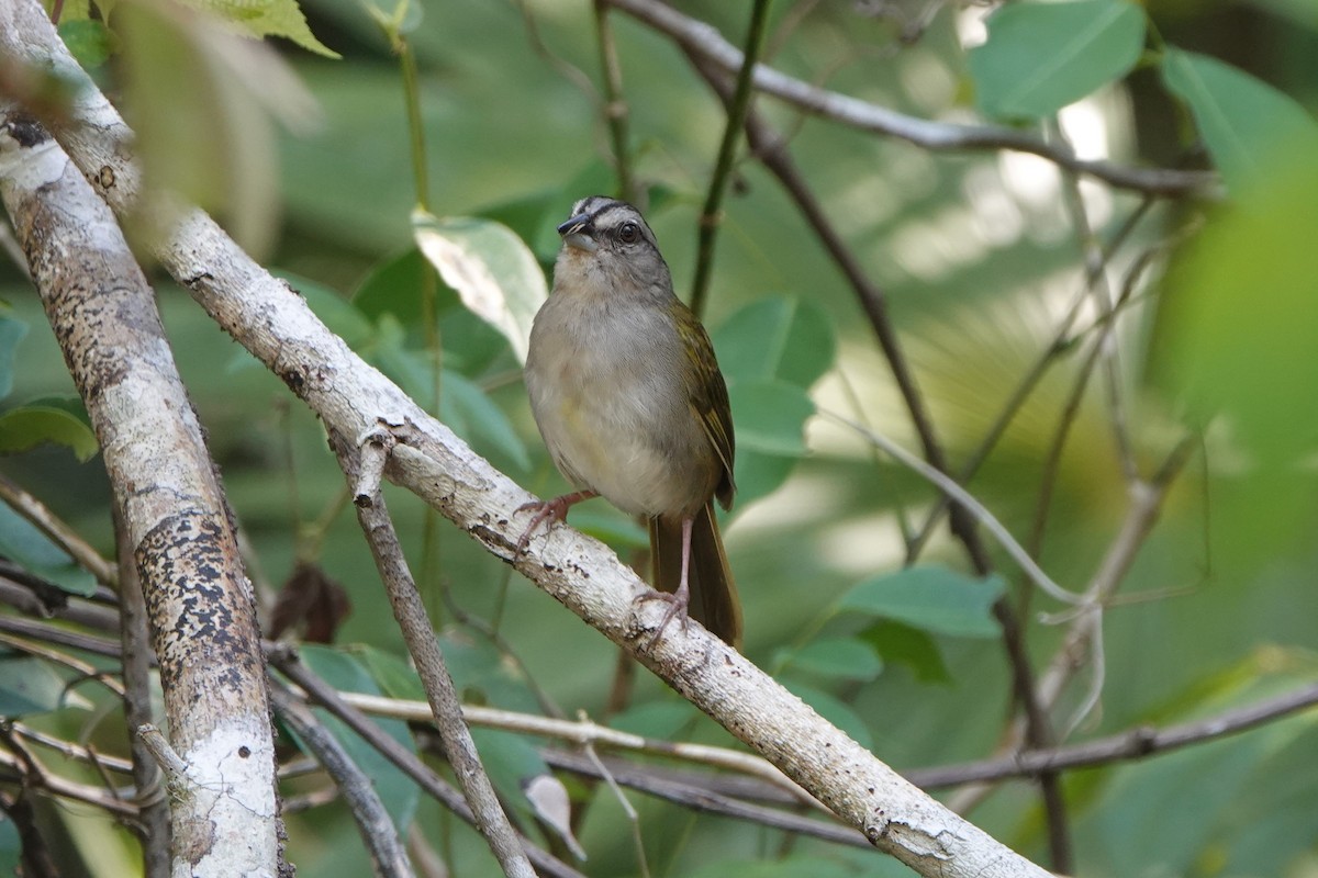 Green-backed Sparrow - ML618351540