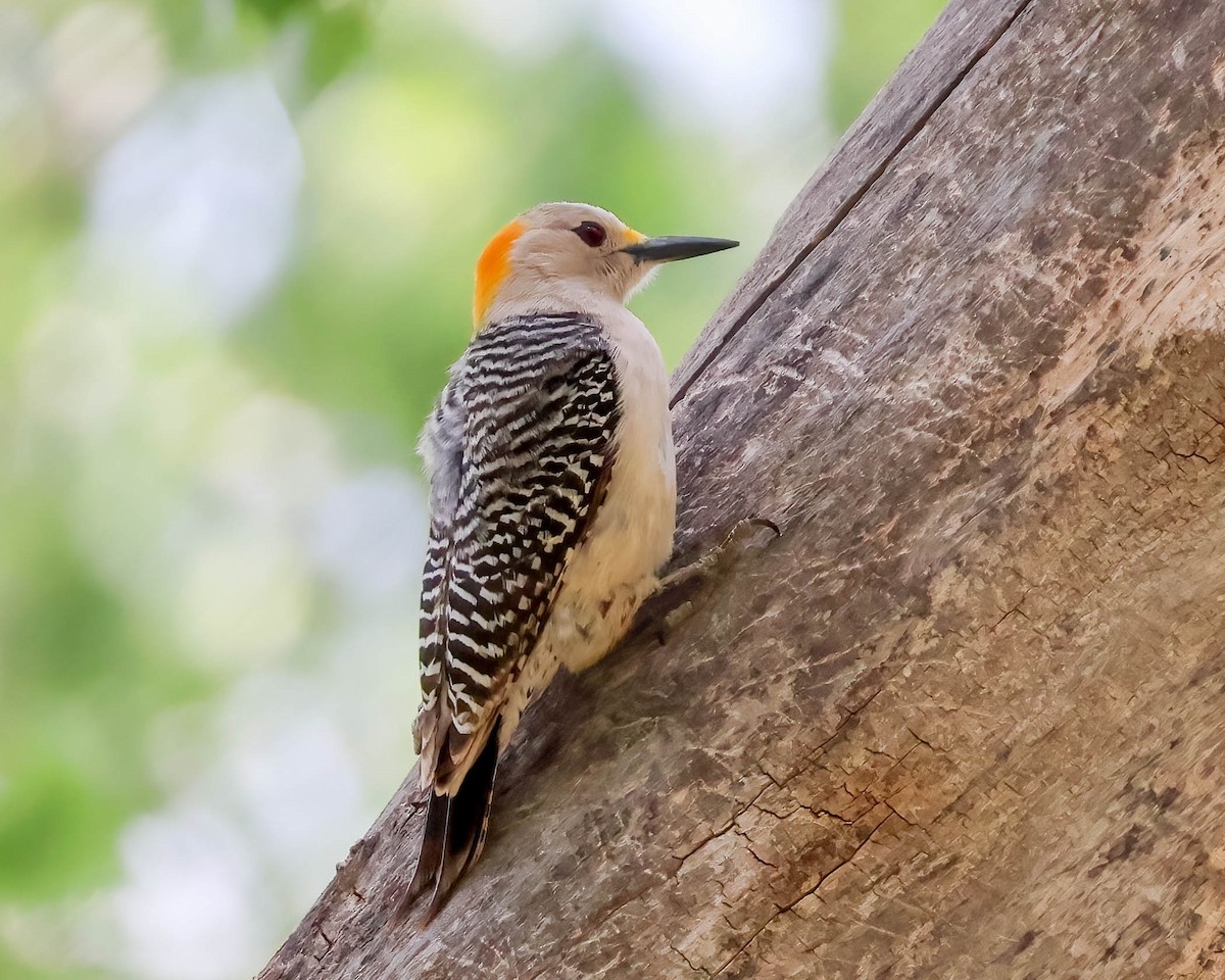 Golden-fronted Woodpecker - ML618351541