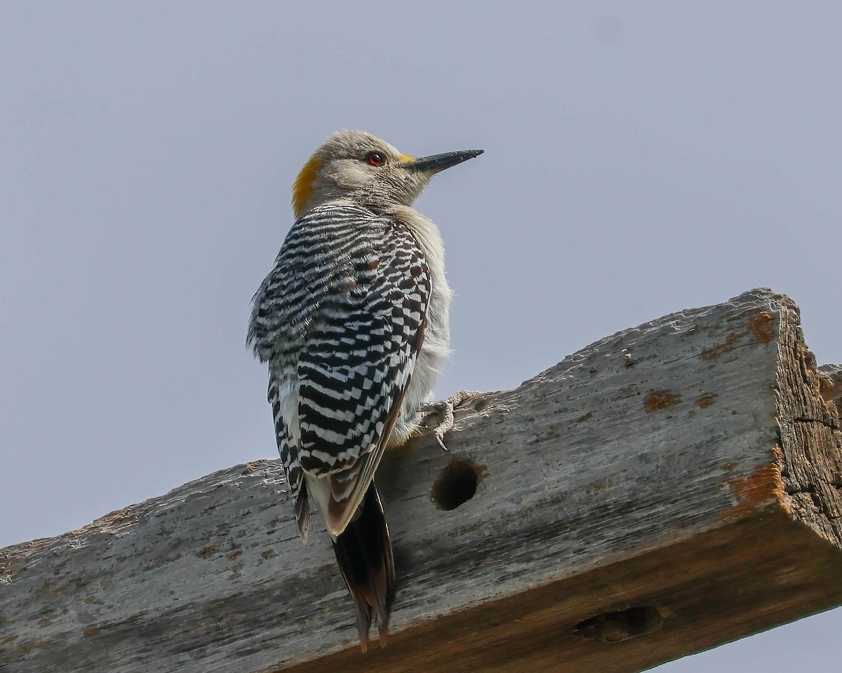 Golden-fronted Woodpecker - ML618351545