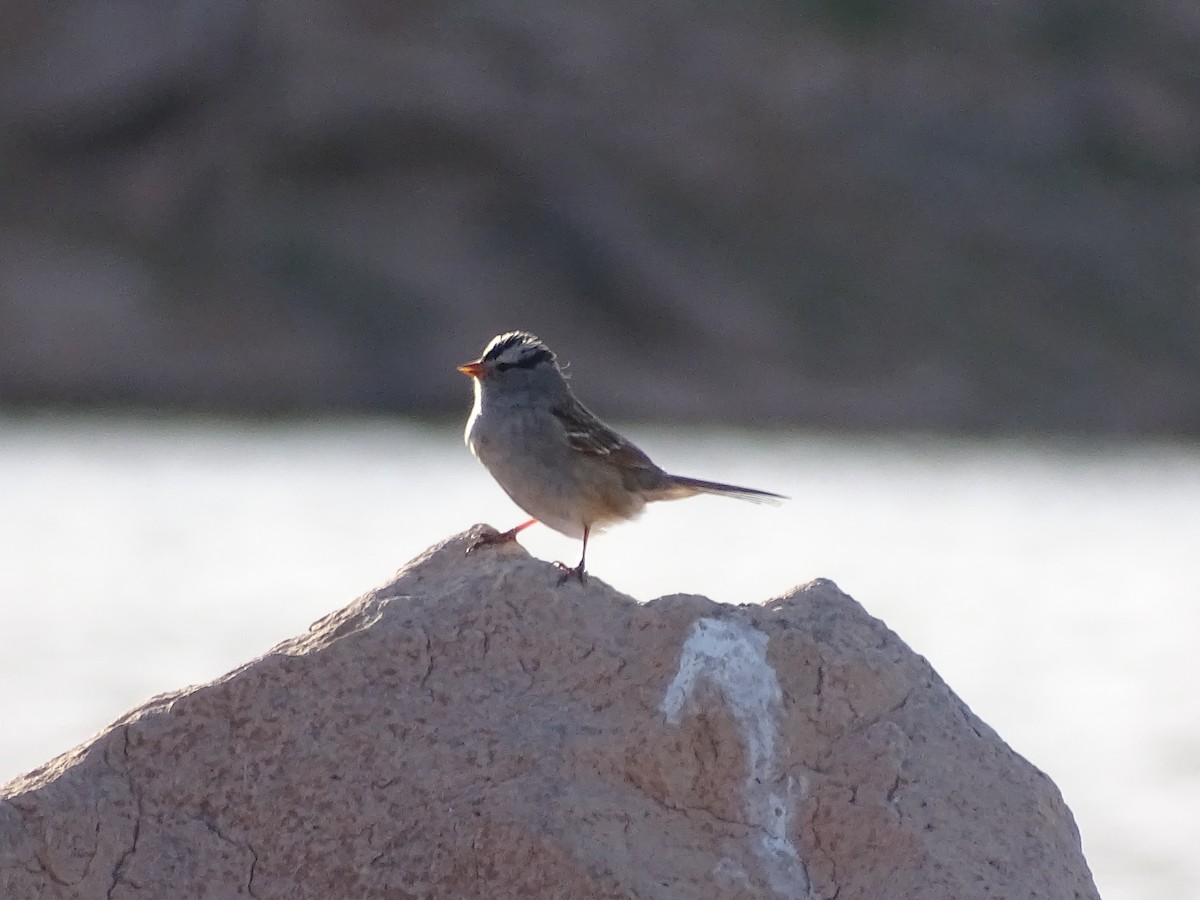 White-crowned Sparrow - Baylor Cashen