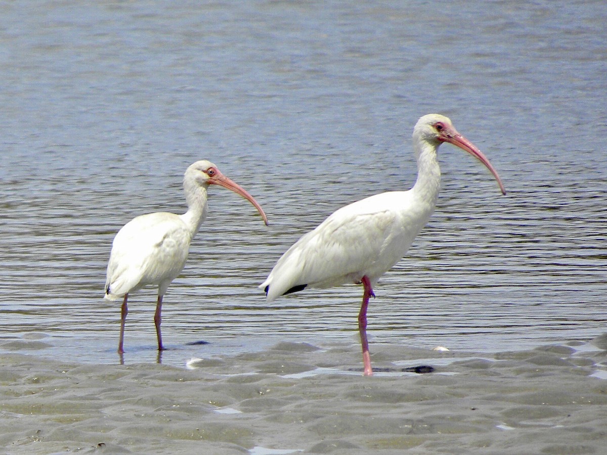 ibis bílý - ML618351551