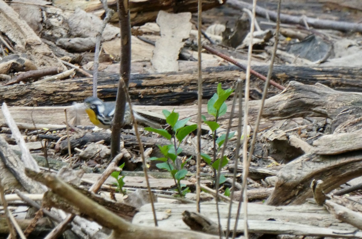 Yellow-throated Warbler - ML618351620