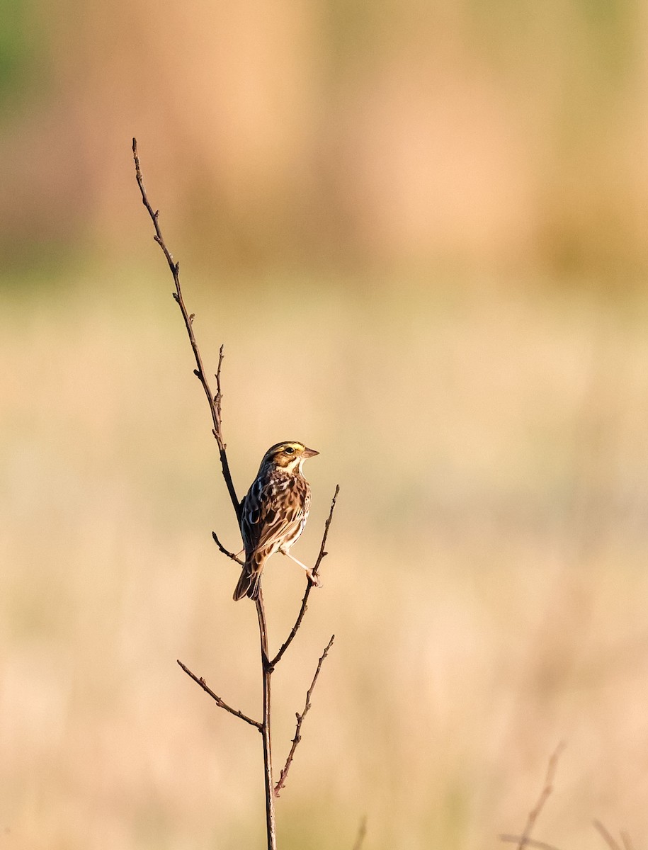 Savannah Sparrow (Savannah) - ML618351668