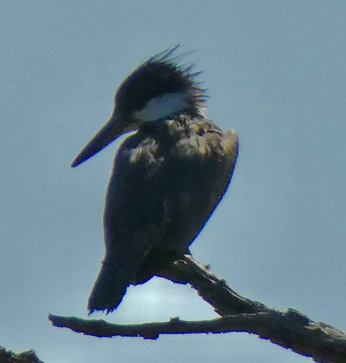 Belted Kingfisher - ML618351728