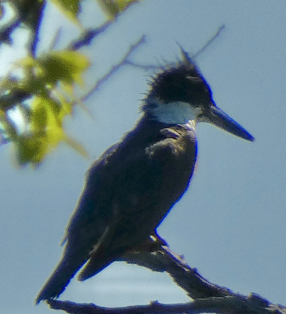 Belted Kingfisher - ML618351729