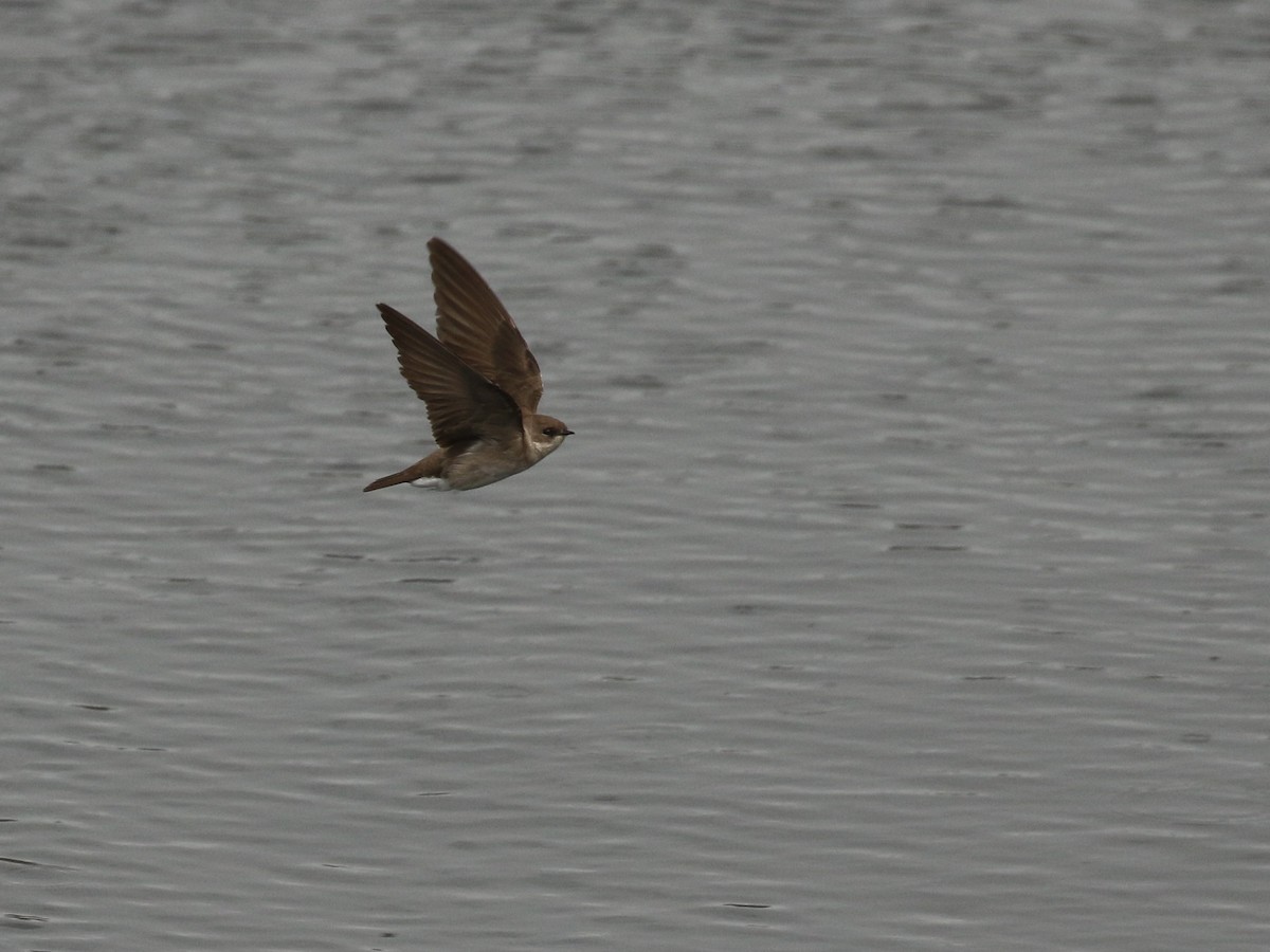 Northern Rough-winged Swallow - ML618351781