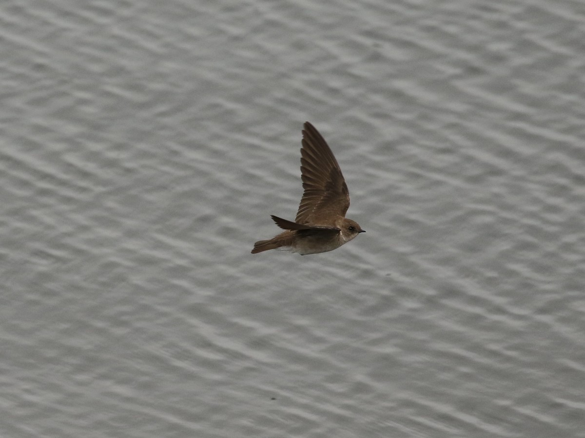 Northern Rough-winged Swallow - ML618351783