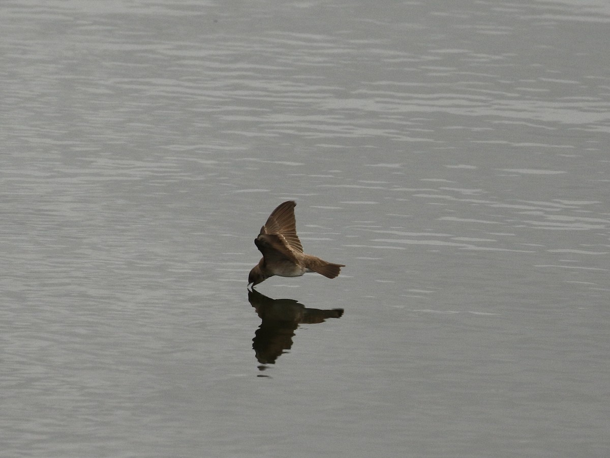 Northern Rough-winged Swallow - Russ Morgan