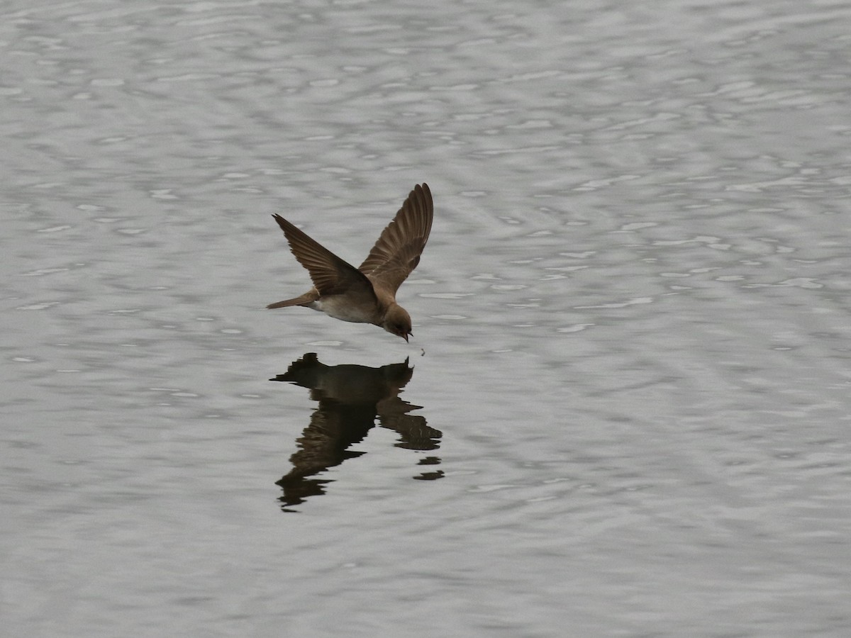 Northern Rough-winged Swallow - ML618351785