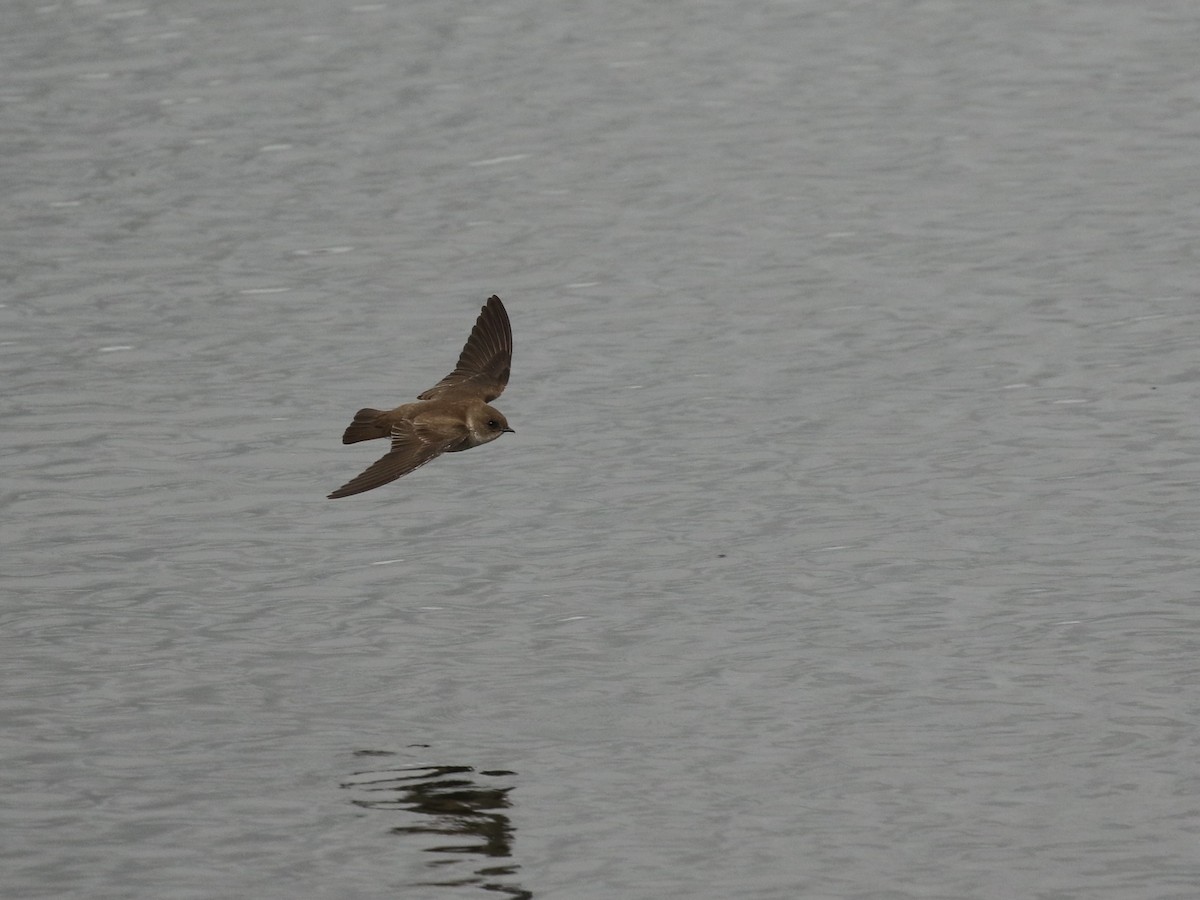 Northern Rough-winged Swallow - Russ Morgan