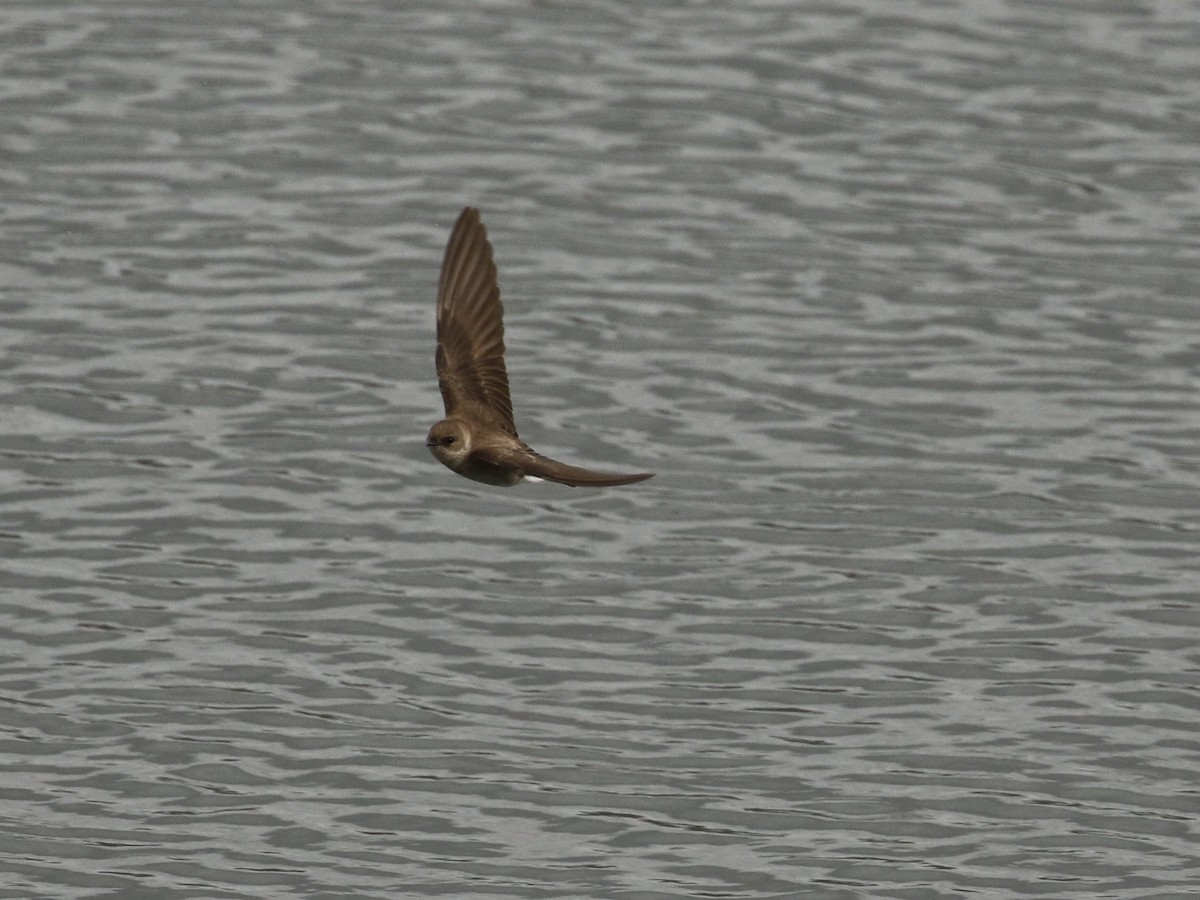 Northern Rough-winged Swallow - ML618351788