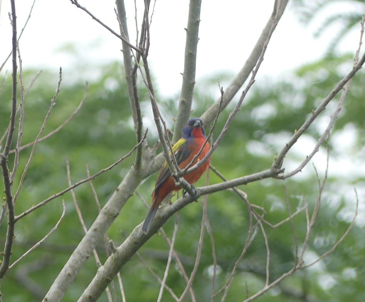 Painted Bunting - ML618351789