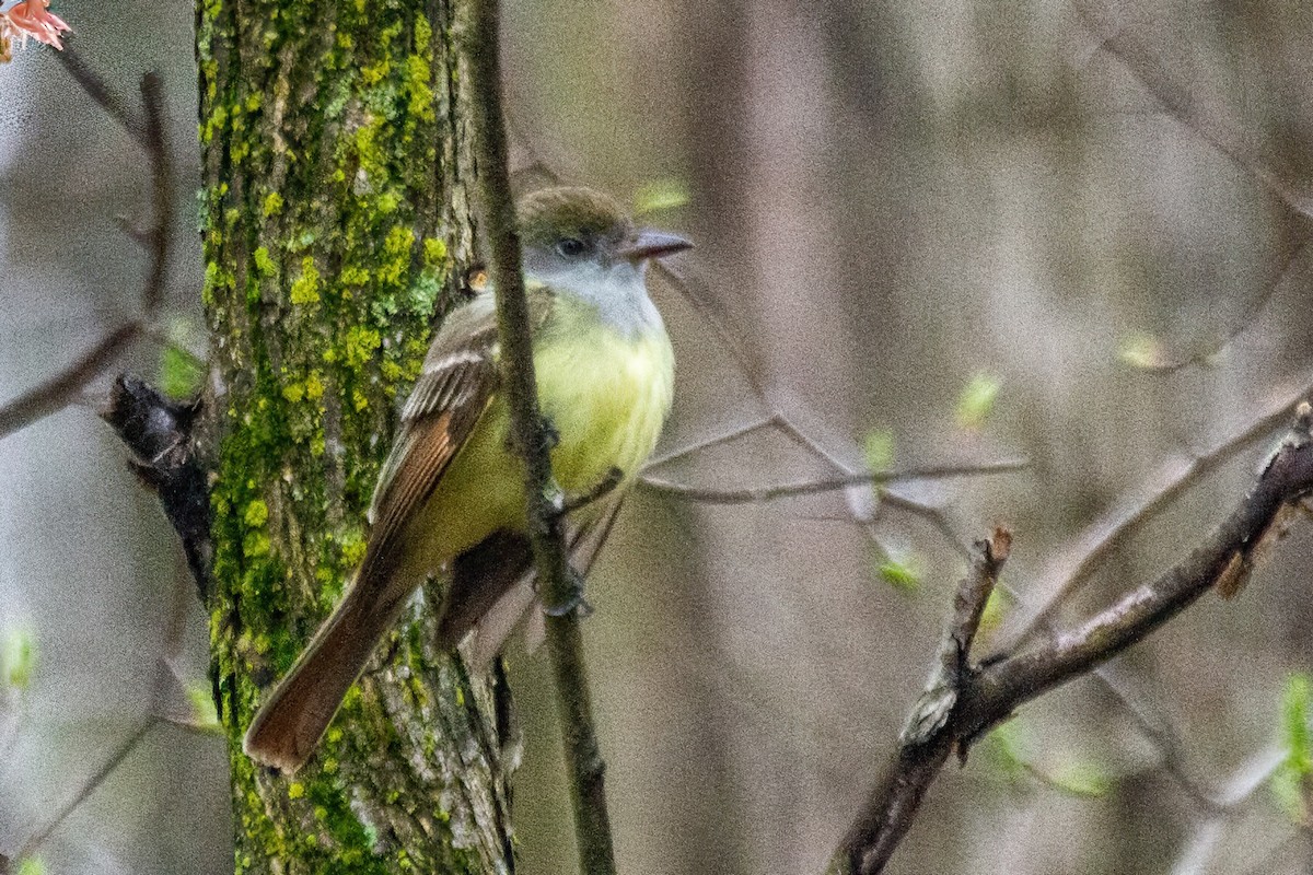 Great Crested Flycatcher - ML618351795