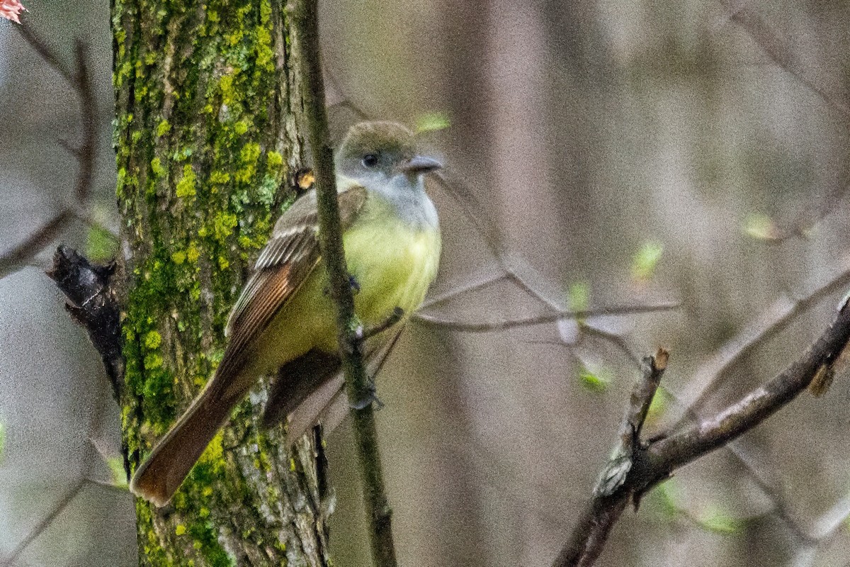 Great Crested Flycatcher - ML618351796