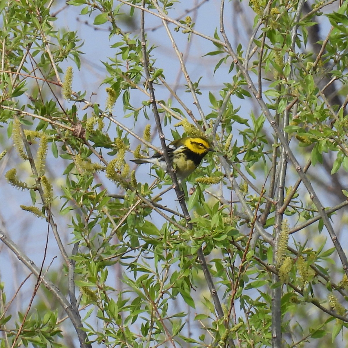 Black-throated Green Warbler - ML618351831