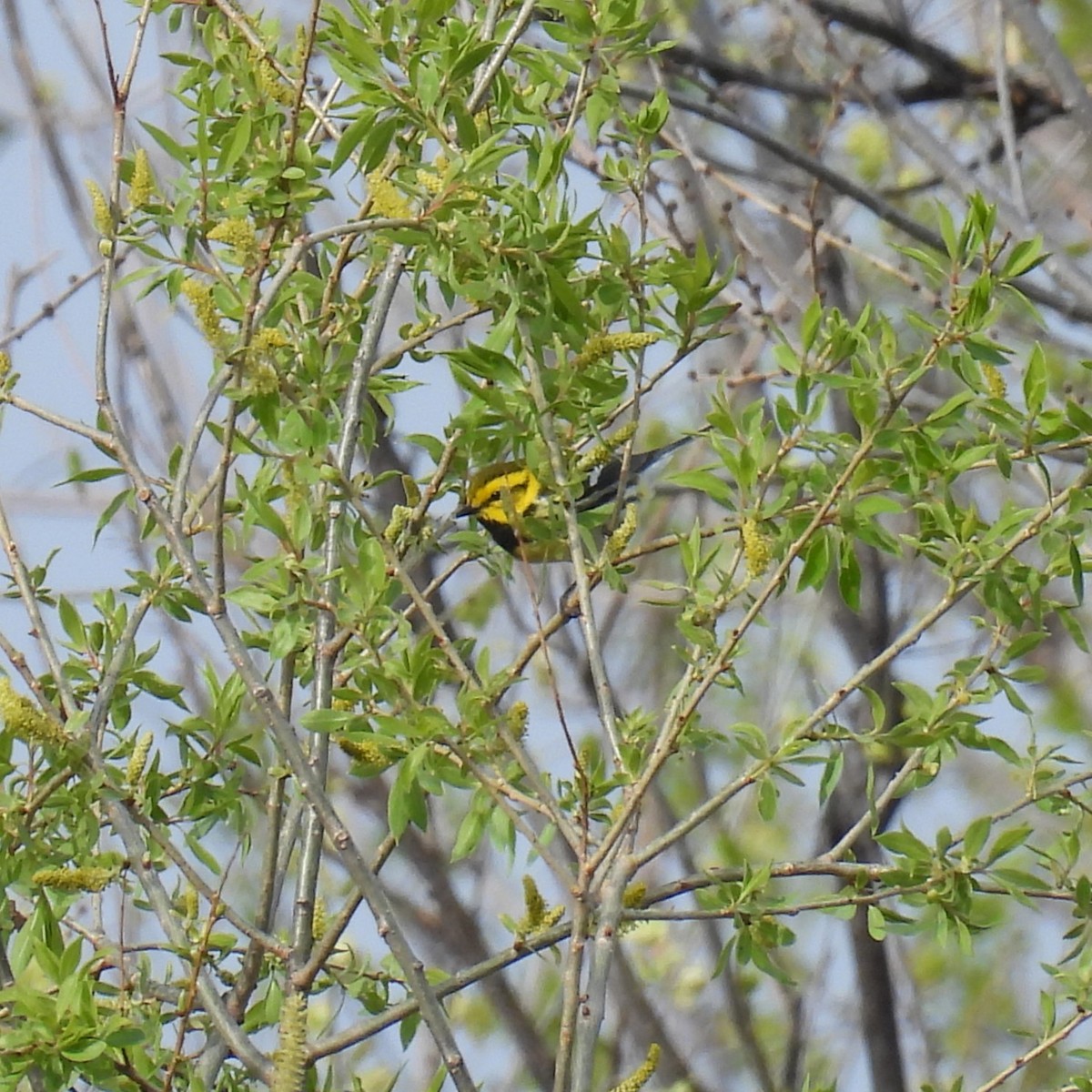 Black-throated Green Warbler - ML618351832
