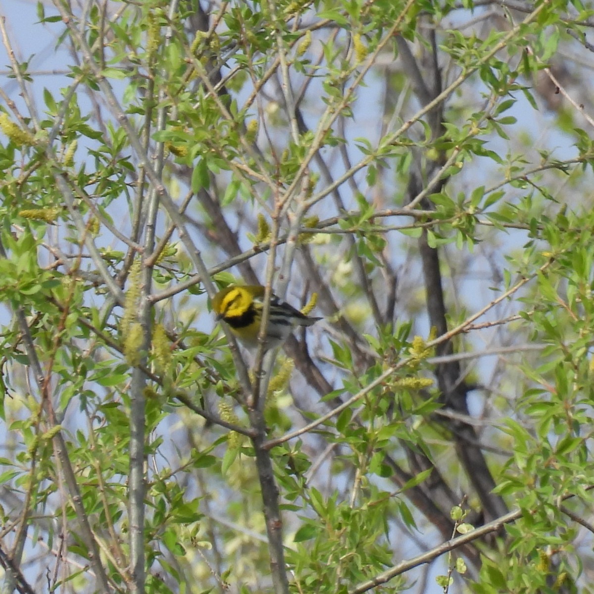 Black-throated Green Warbler - Jay Breidt