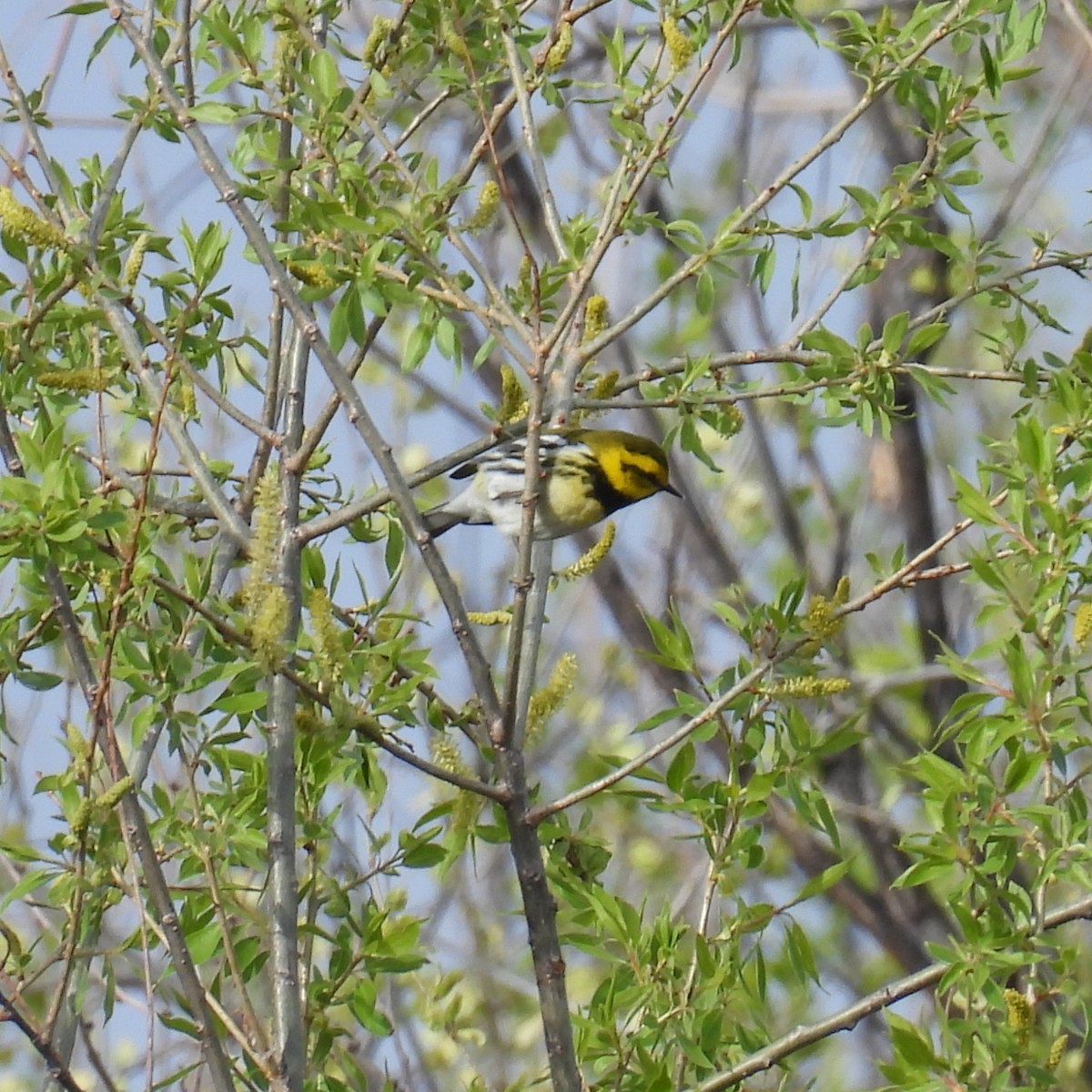 Black-throated Green Warbler - Jay Breidt