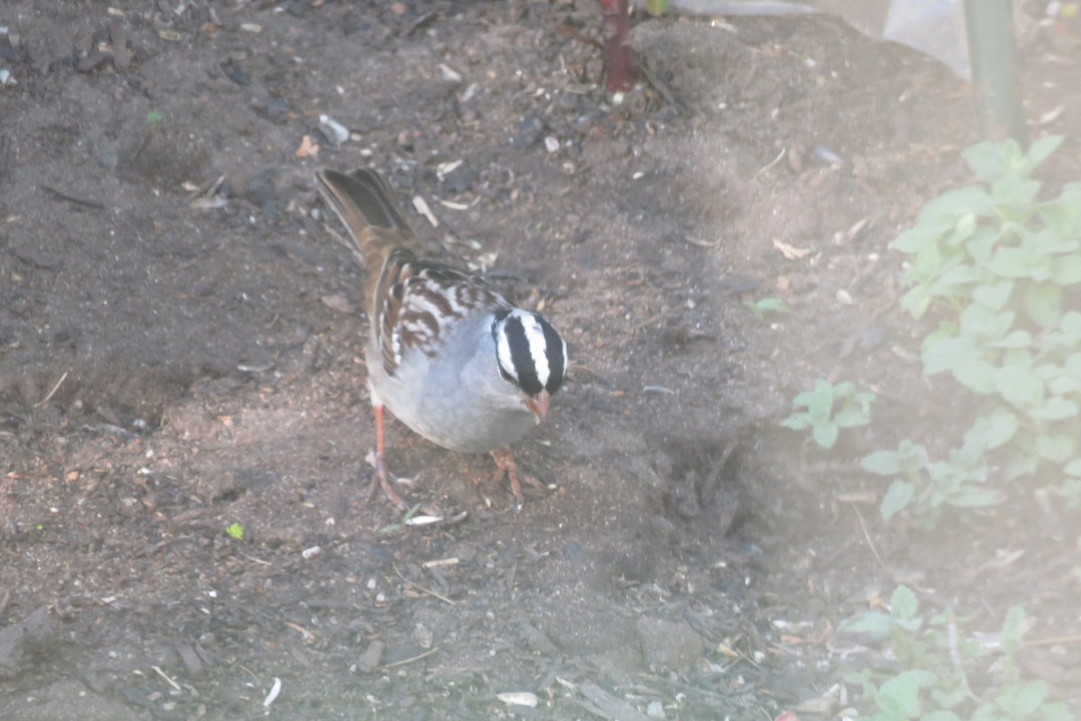 White-crowned Sparrow - ML618351843