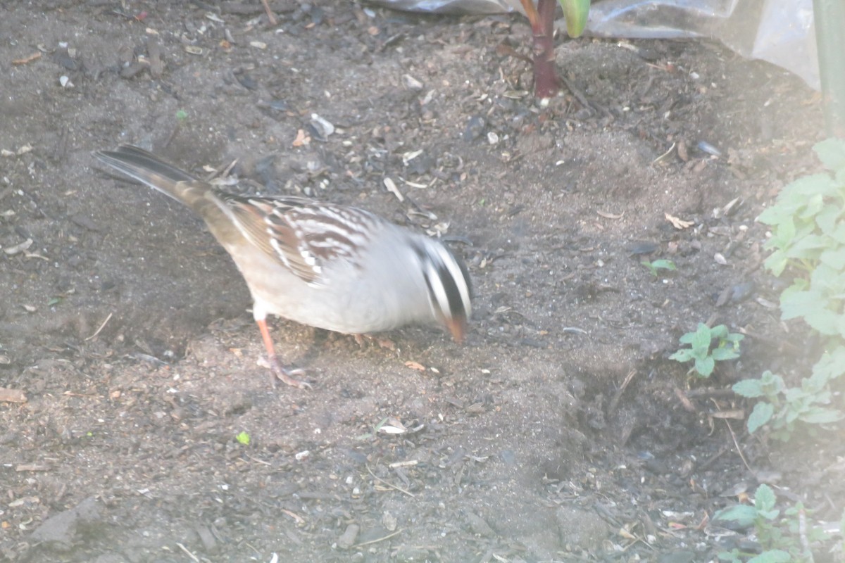 White-crowned Sparrow - ML618351847
