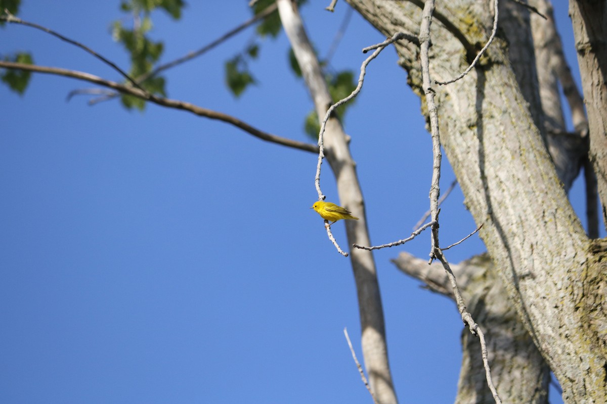 Yellow Warbler (Northern) - Madison Crissinger