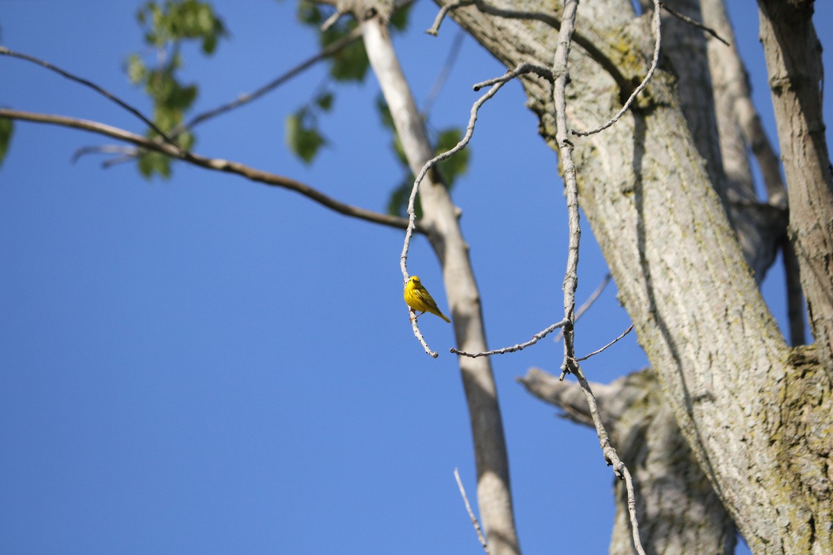 Yellow Warbler (Northern) - Madison Crissinger