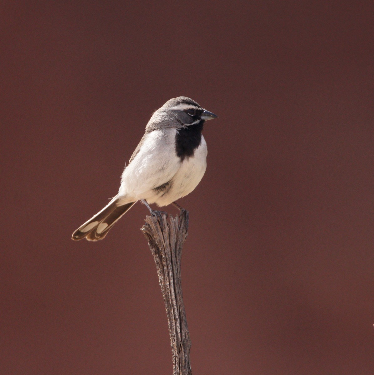Black-throated Sparrow - ML618351896