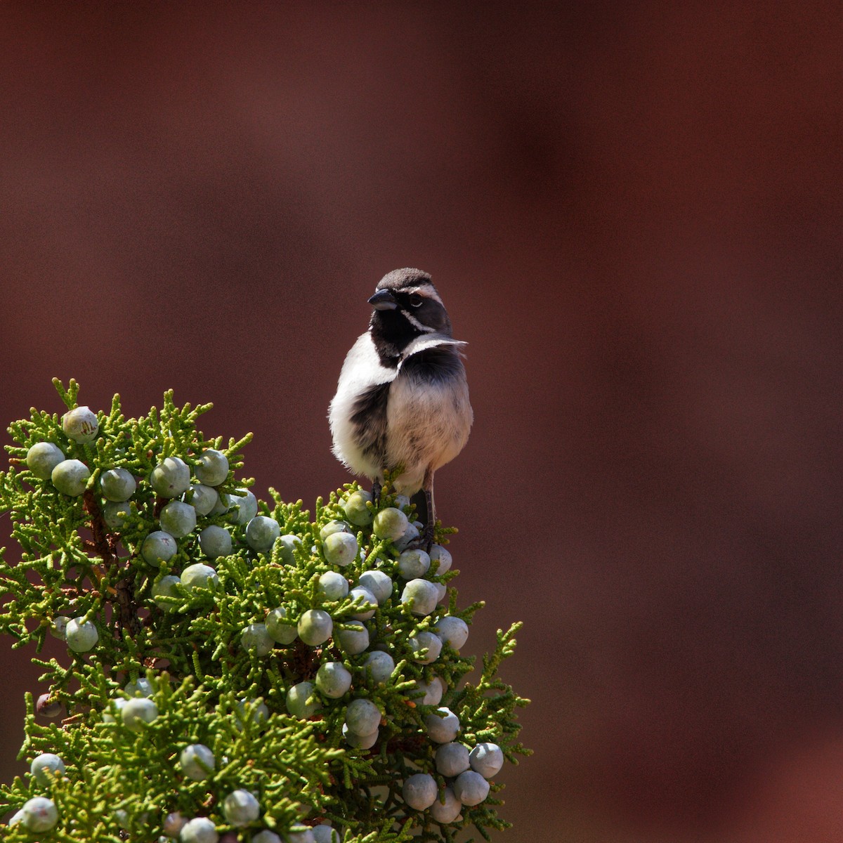 Black-throated Sparrow - ML618351898