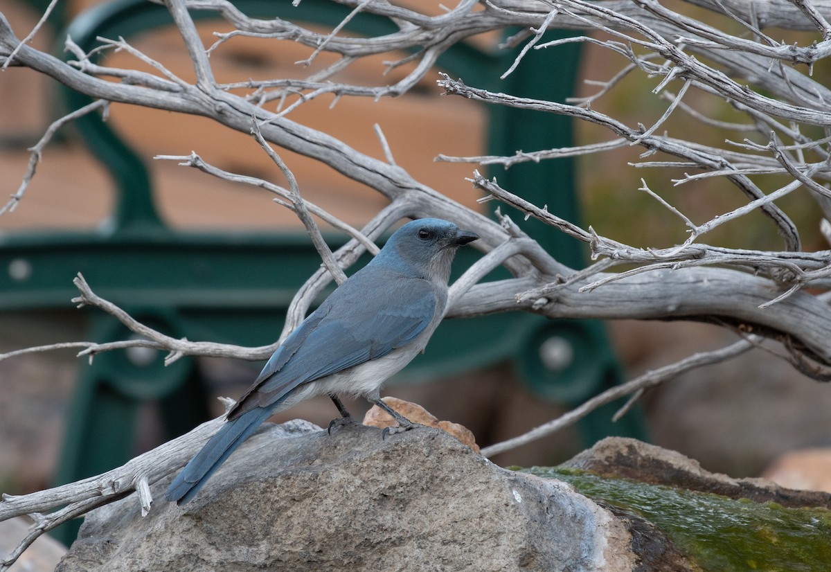 Mexican Jay - ML618351923