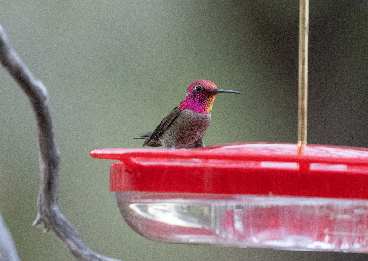 Anna's Hummingbird - ML618351955