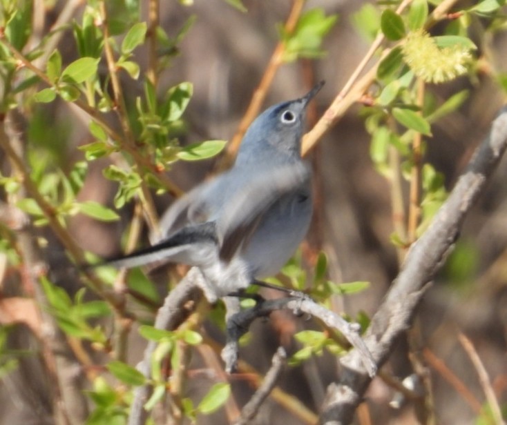 Blue-gray Gnatcatcher - ML618351966