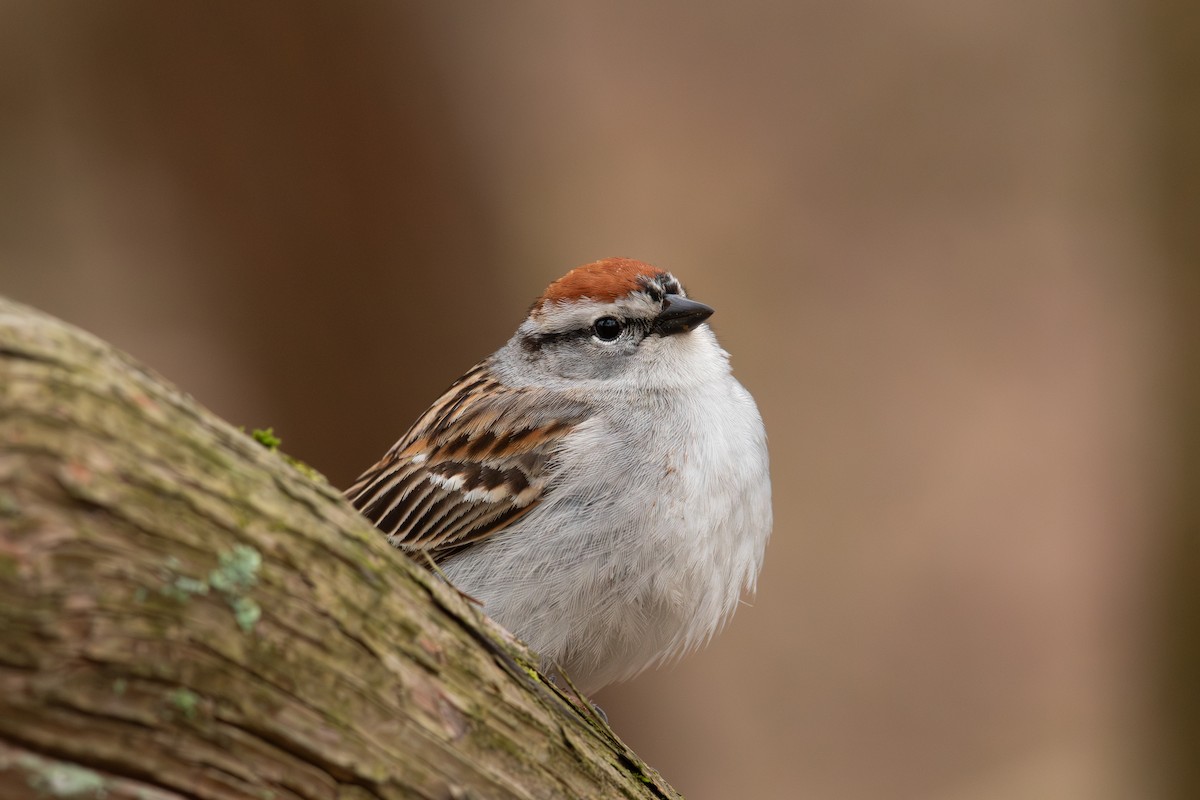 Chipping Sparrow - ML618352000