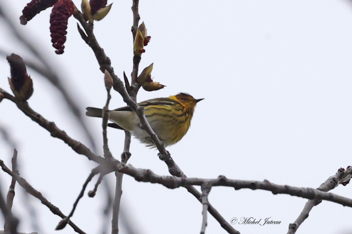 Cape May Warbler - ML618352009